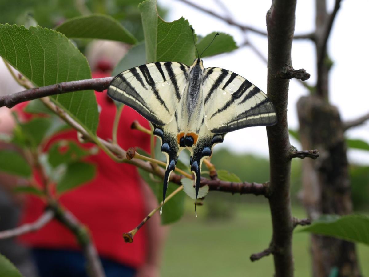 Camping Fantázia Tanya Szentkirály Esterno foto